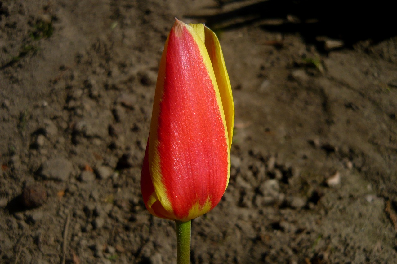 tulip 'giuseppe verdi tulip flower free photo