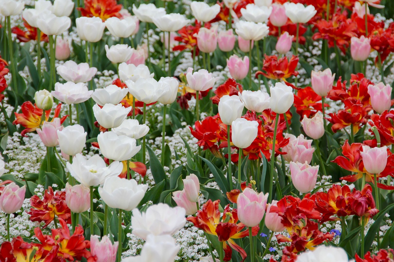 tulip landscape tulips holland free photo