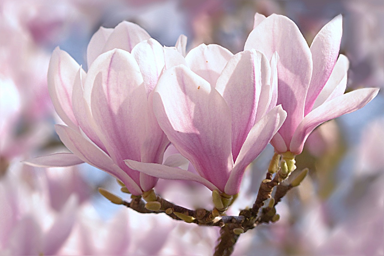 tulip magnolia magnolia x soulangiana tree free photo