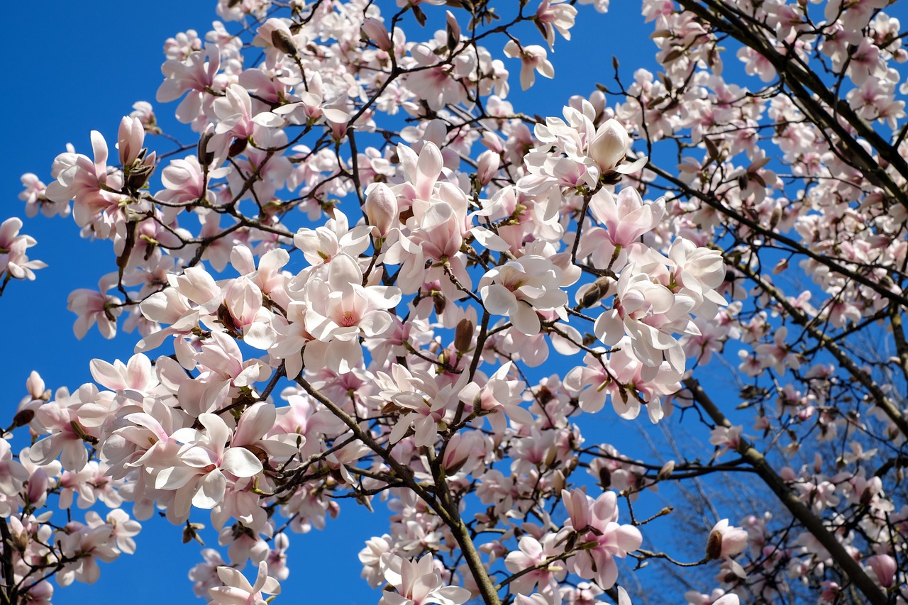 tulip magnolia tree bush free photo