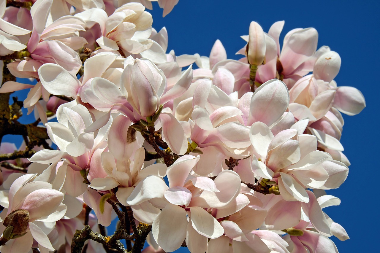 tulip magnolia tree bush free photo