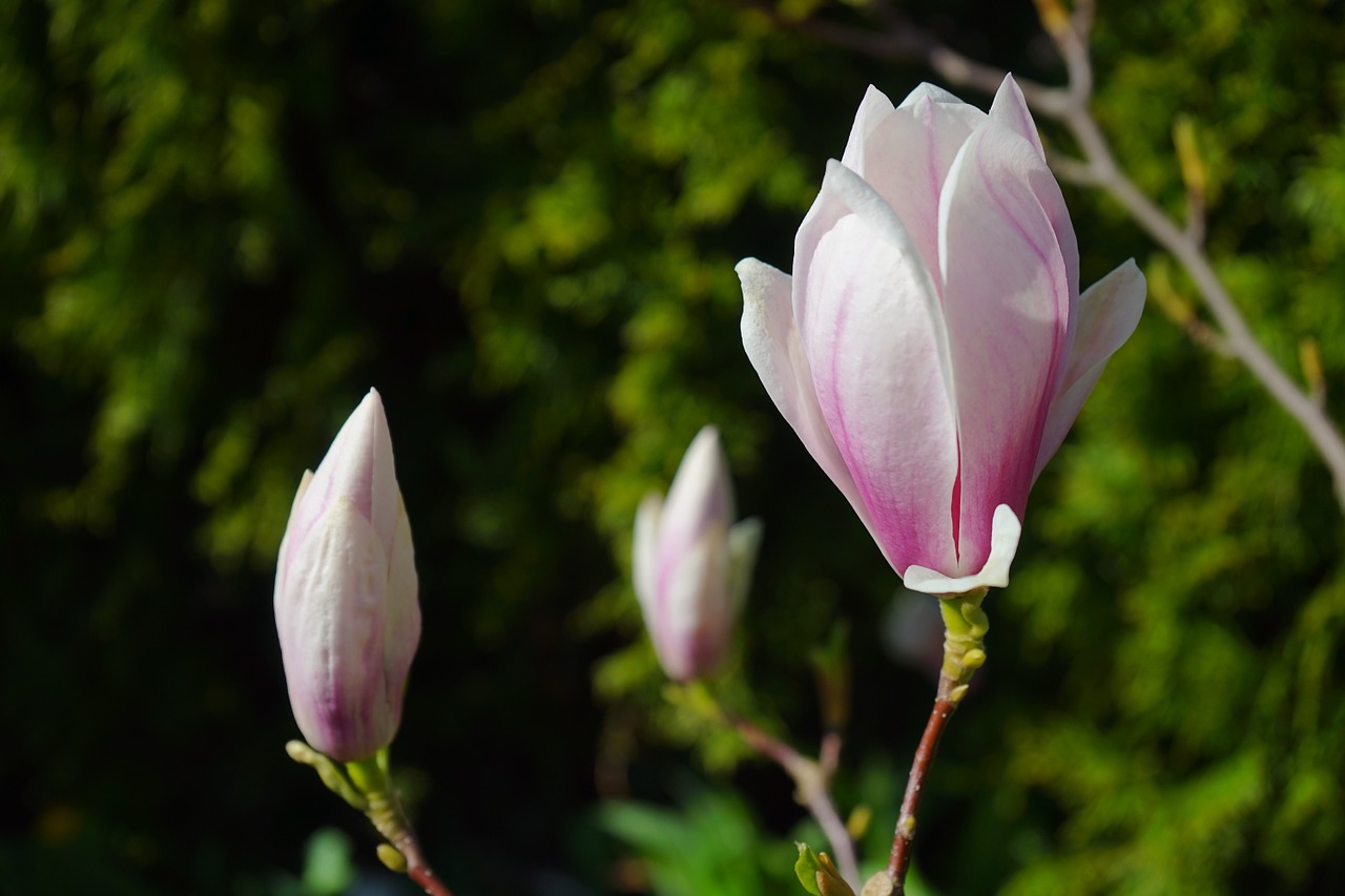 tulip magnolia flowers light pink free photo