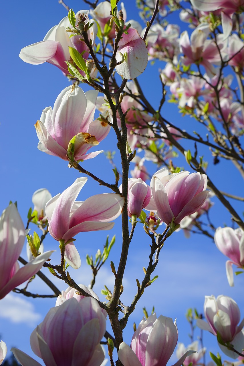 tulip magnolia flowers blütenmeer free photo