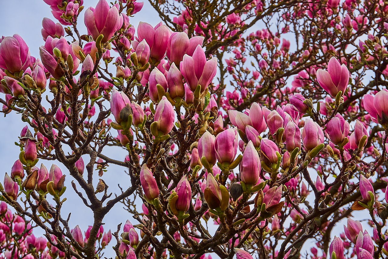 tulip magnolia  magnolia × soulangeana  magnolia free photo