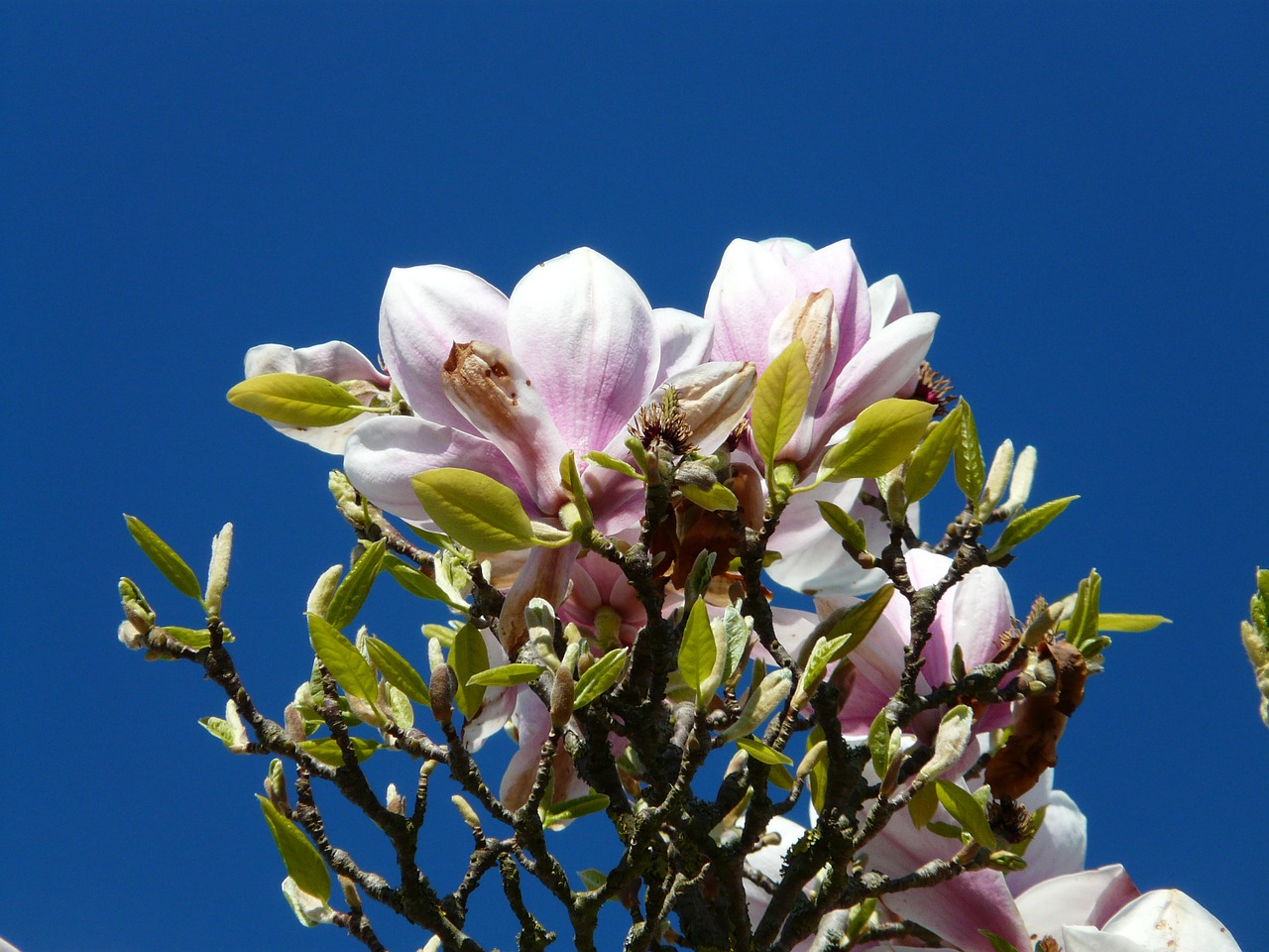 tulip magnolia tree bush free photo