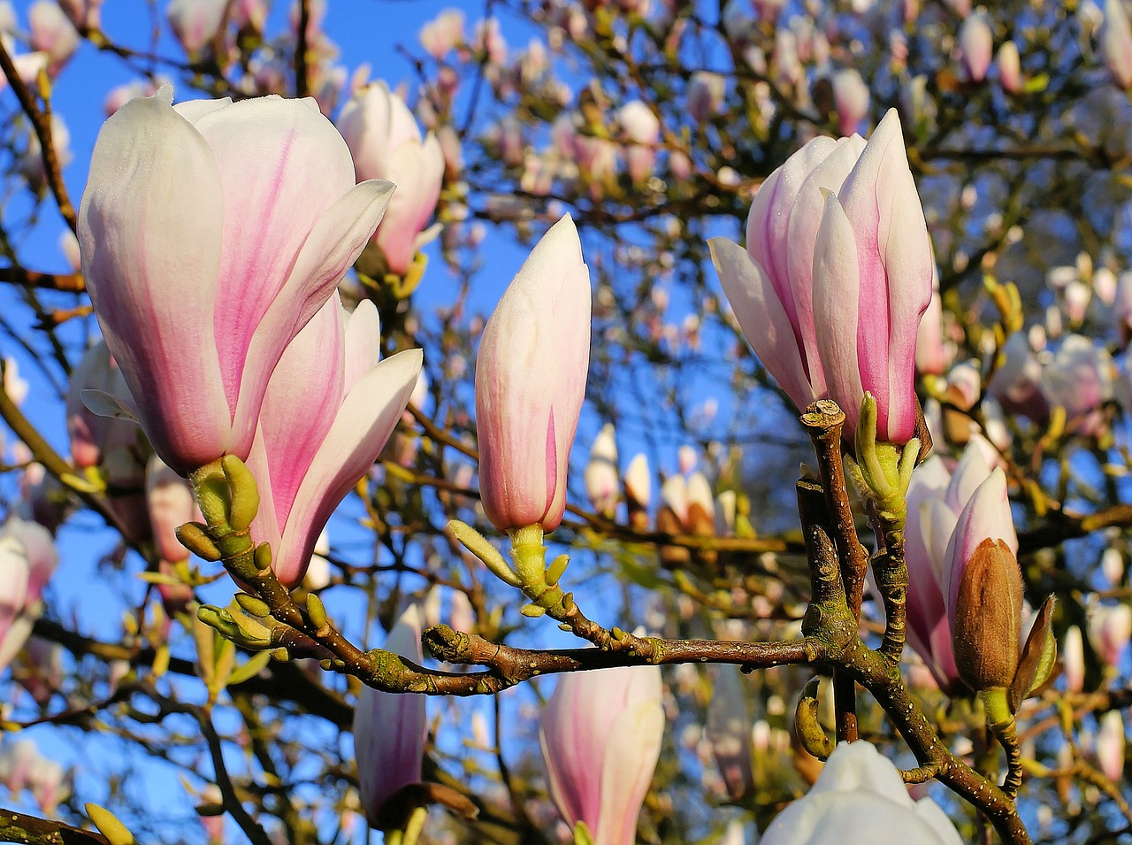 tulip magnolia flowers magnoliengewaechs free photo