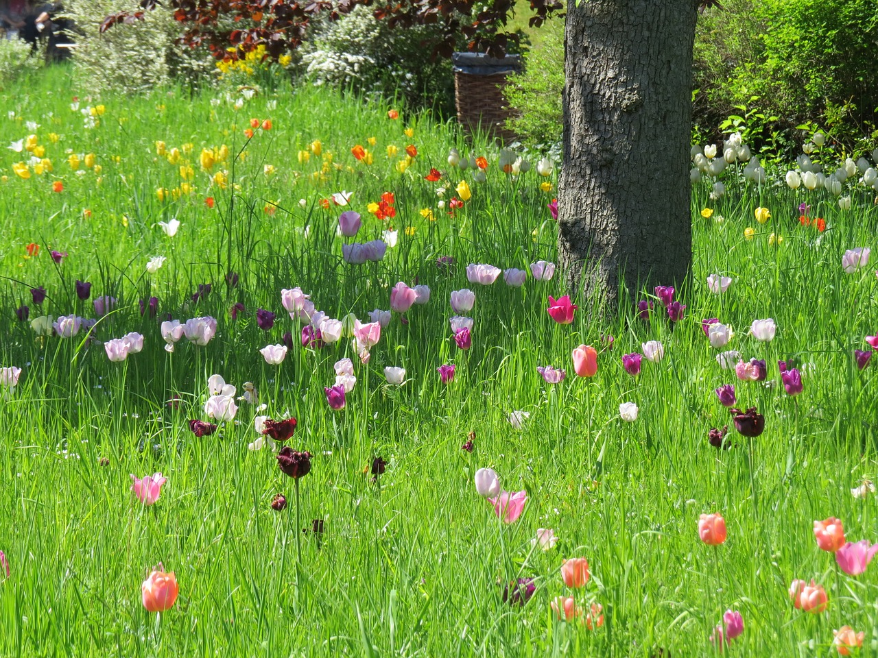 Edit free photo of Tulip meadow,spring,park,free pictures, free photos ...