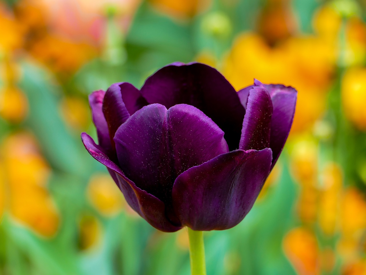 tulip purple  flower  bokeh free photo