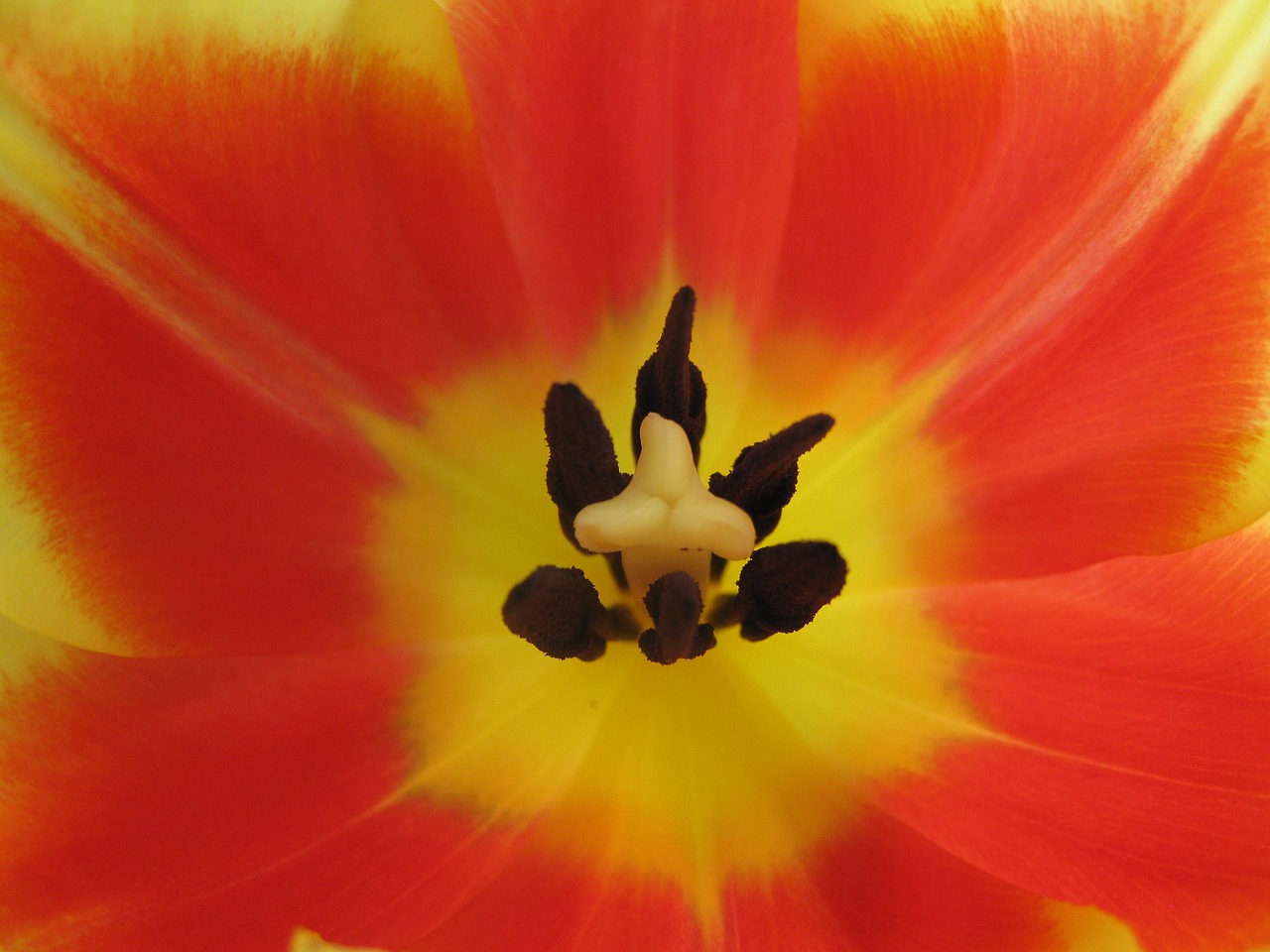 tulip temple  tulip  blossom free photo