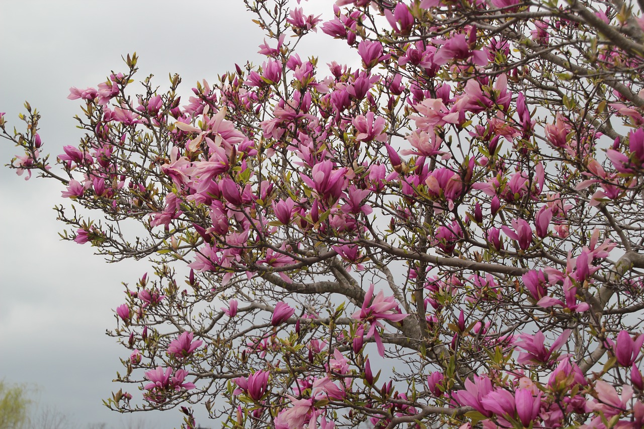 tulip tree tree nature free photo