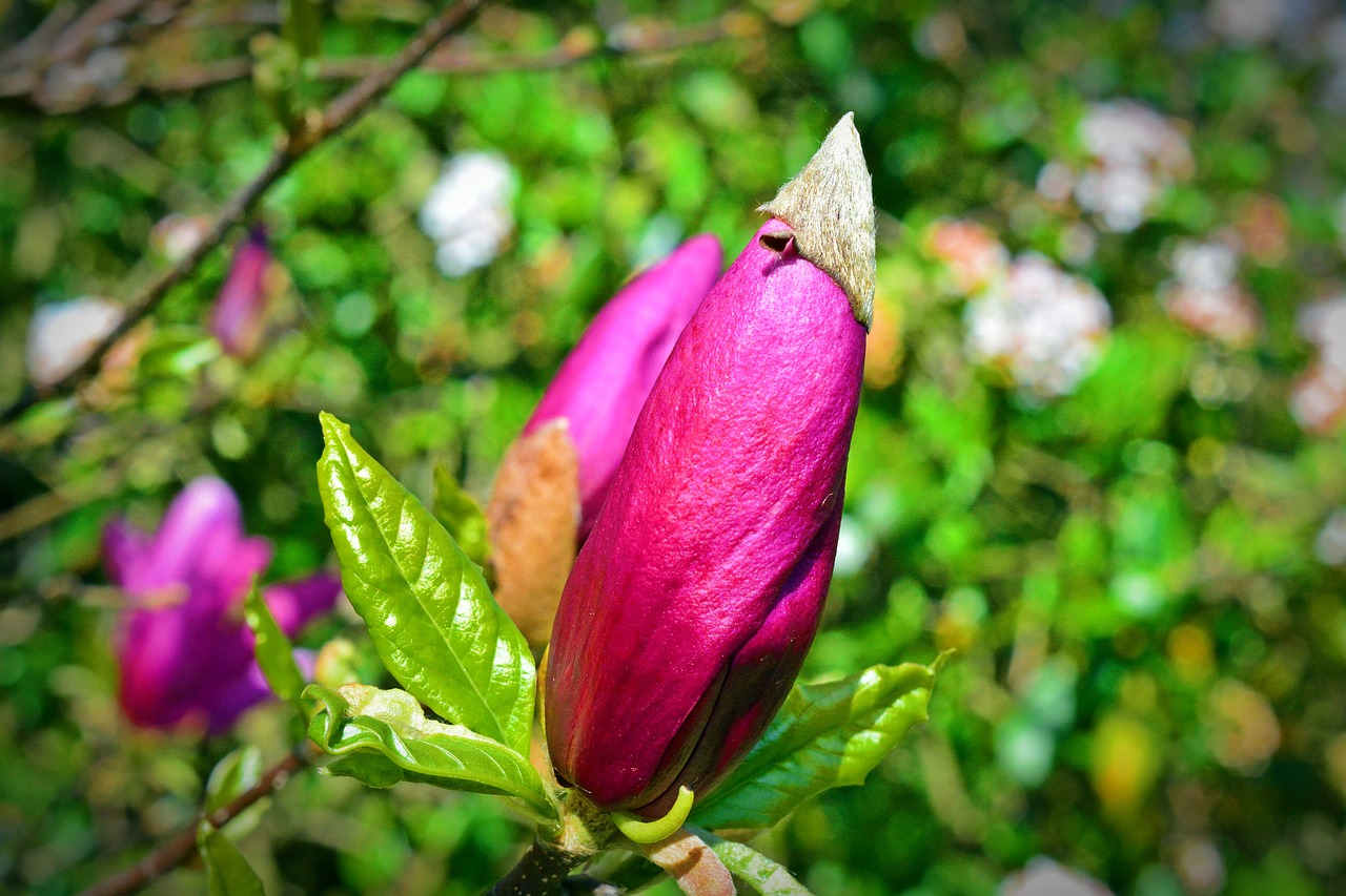 tulip tree  blossom  bloom free photo