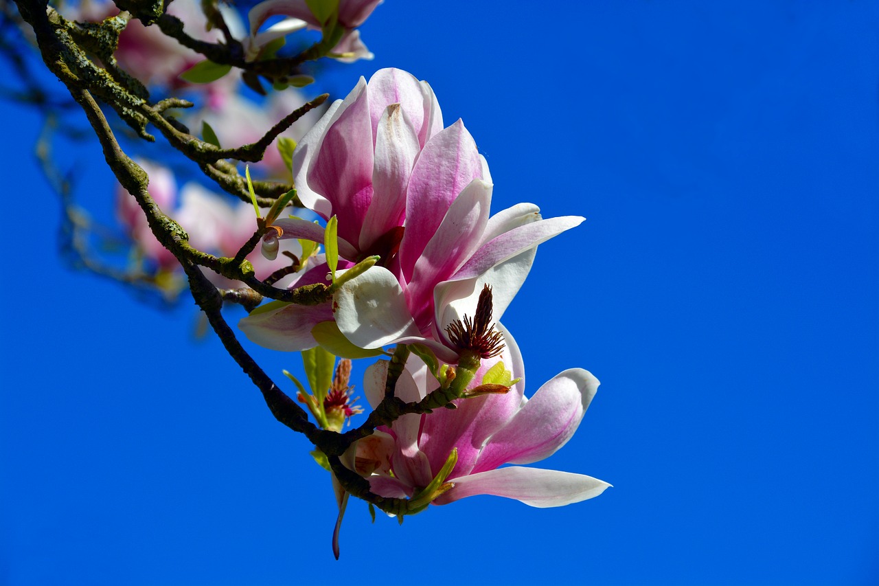 tulip tree  blossom  bloom free photo
