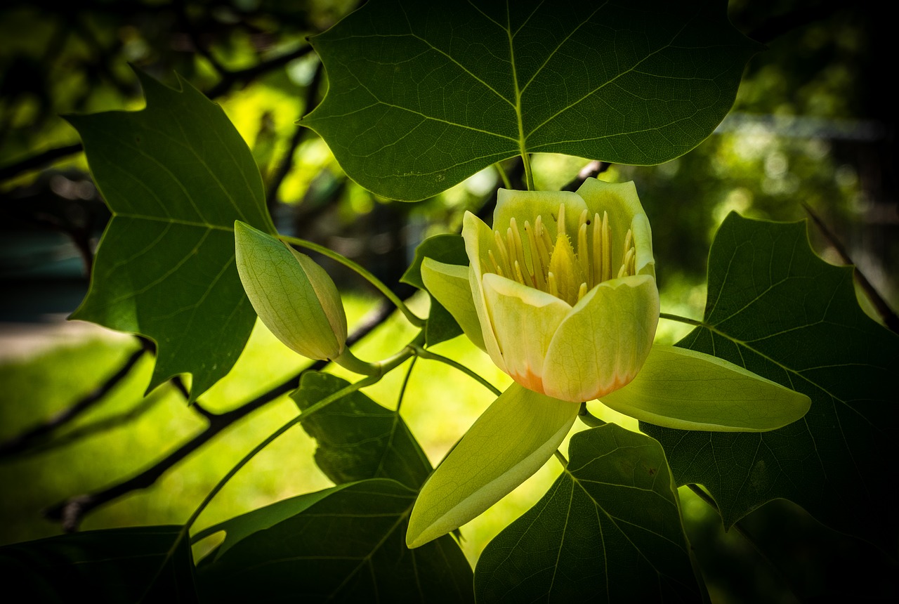 tulip tree  blossom  flower free photo