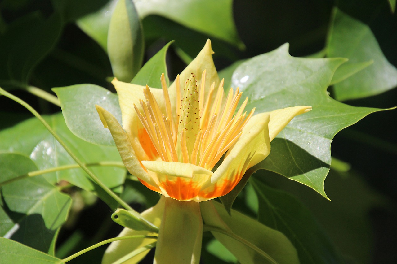 tulip tree  blossom  bloom free photo