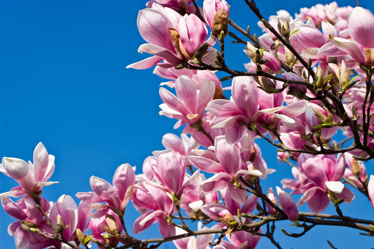 tulip tree tree magnoliengewaechs free photo