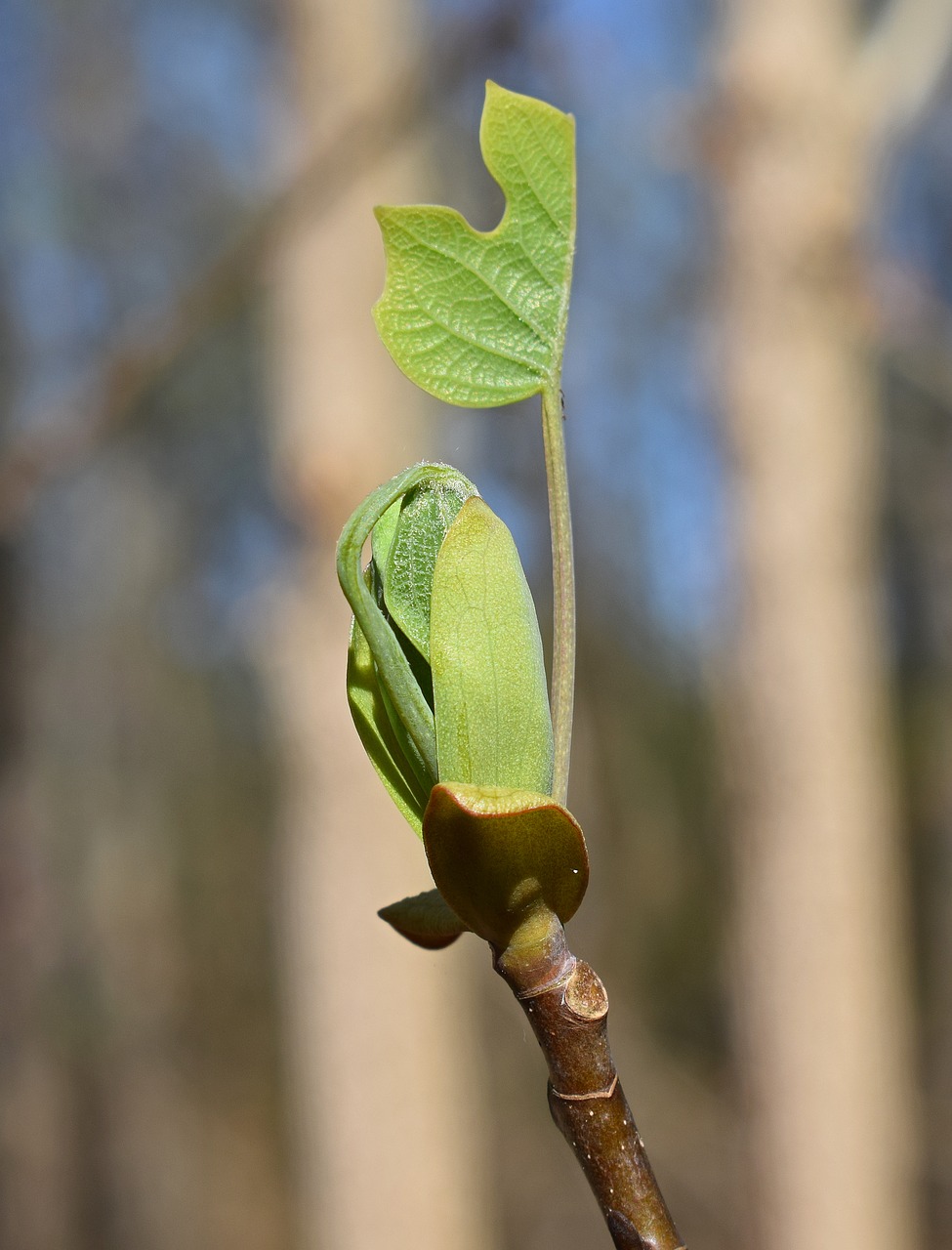 tulip tree poplar poplar tree free photo