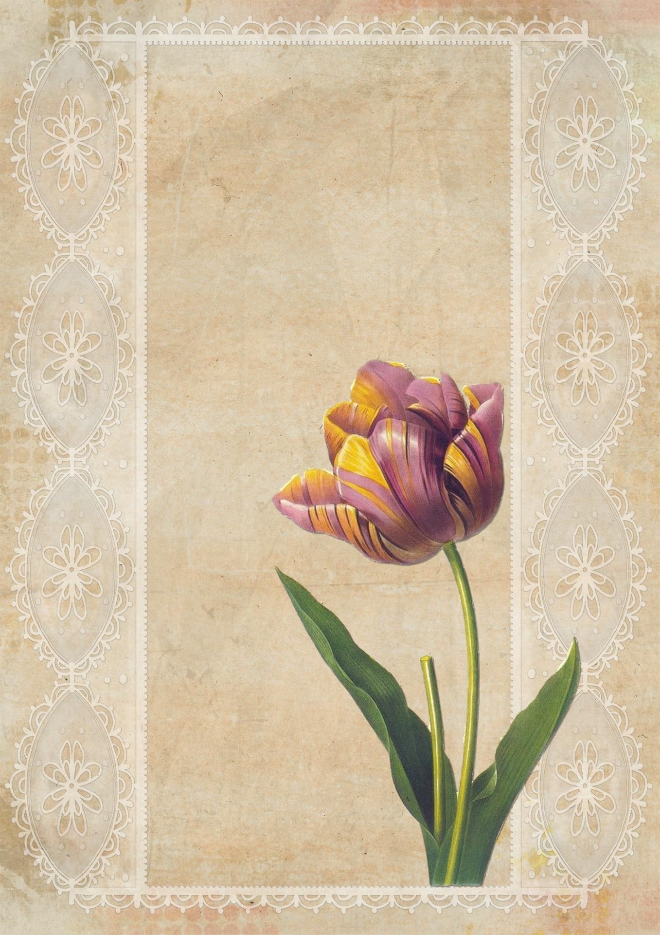 vintage tulip art free photo