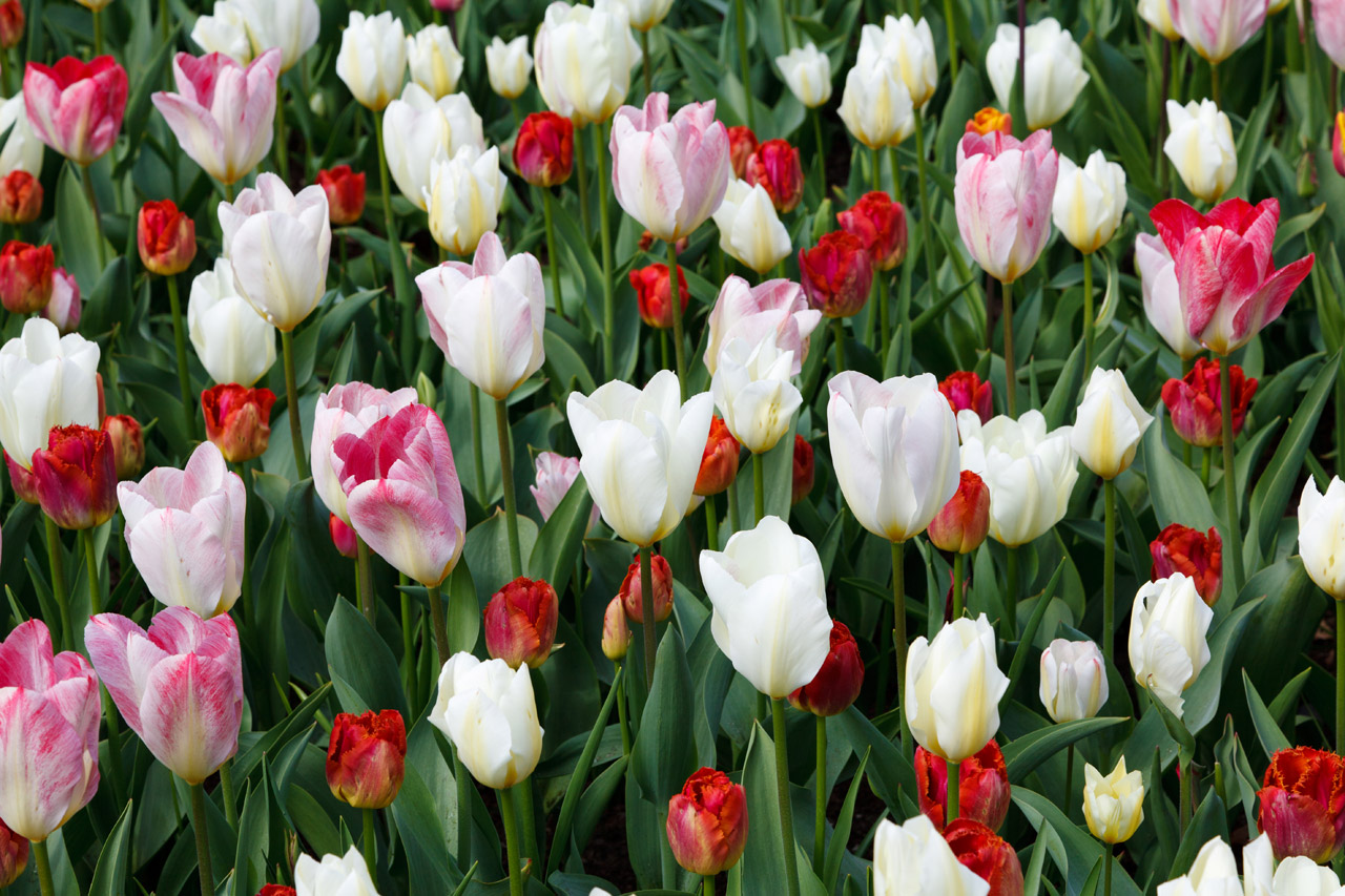 tulips tulip white free photo