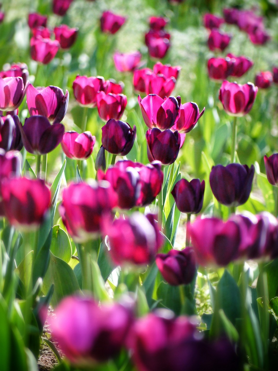 tulipa tulip flowers free photo
