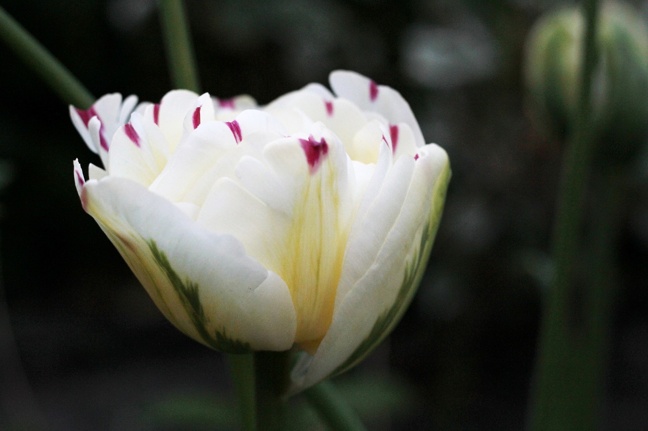 tulipa danceline  white  red spots free photo