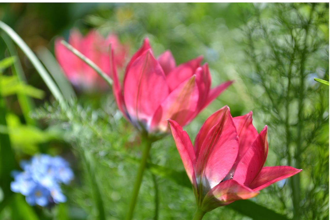 tulipa humilis tulip spring free photo