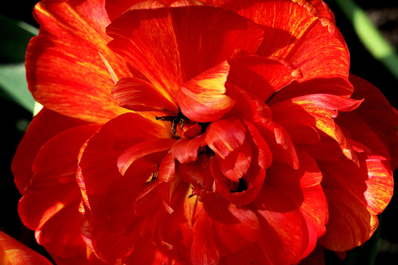 tulipa sunlover  red  tulip spring flowers free photo