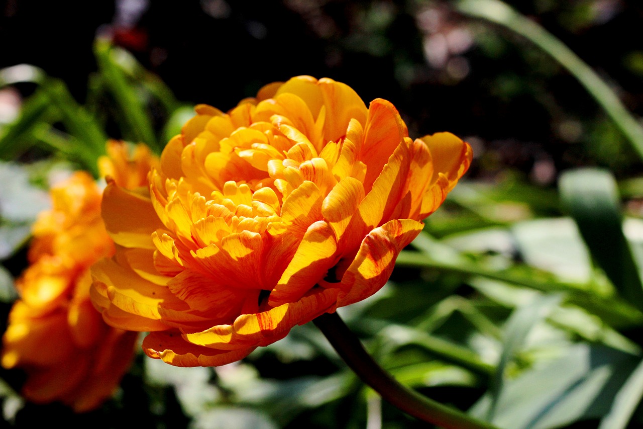 tulipa sunlover  orange  tulip free photo