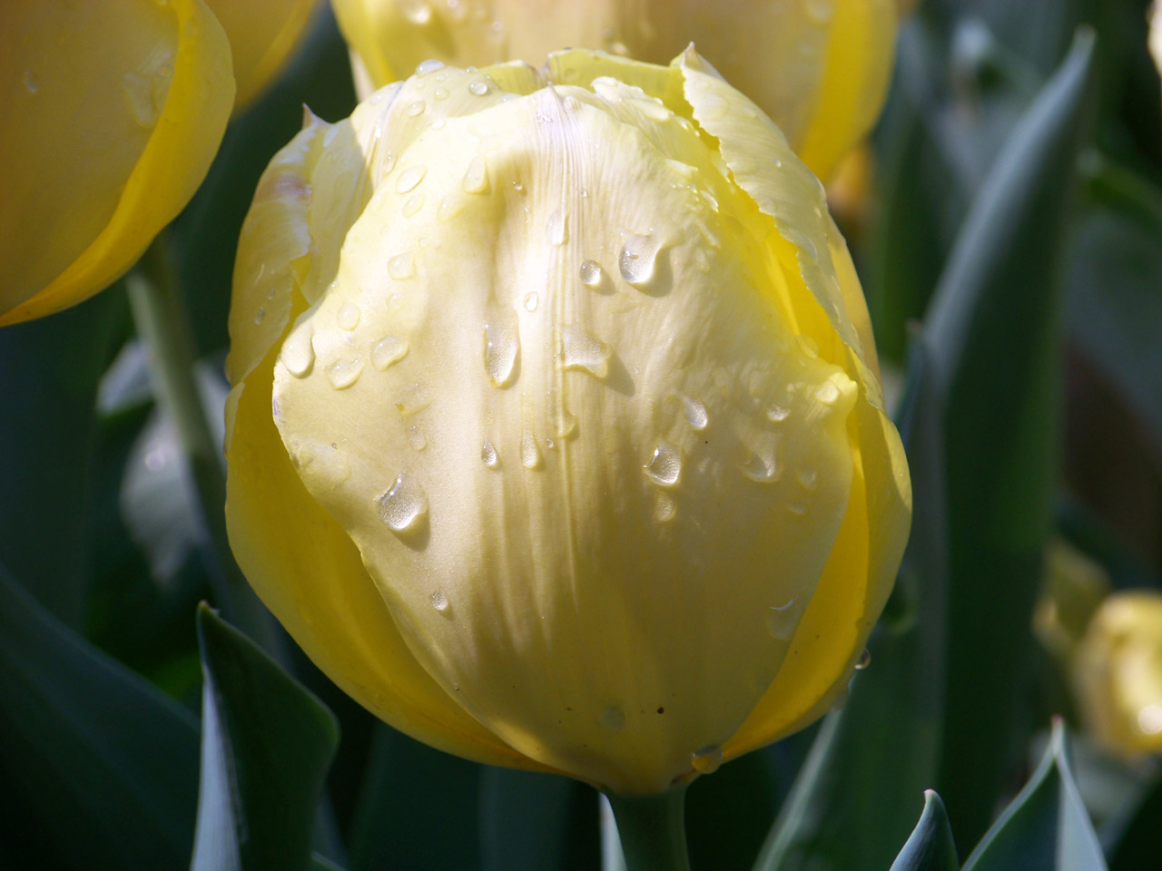 tulip flower yellow free photo