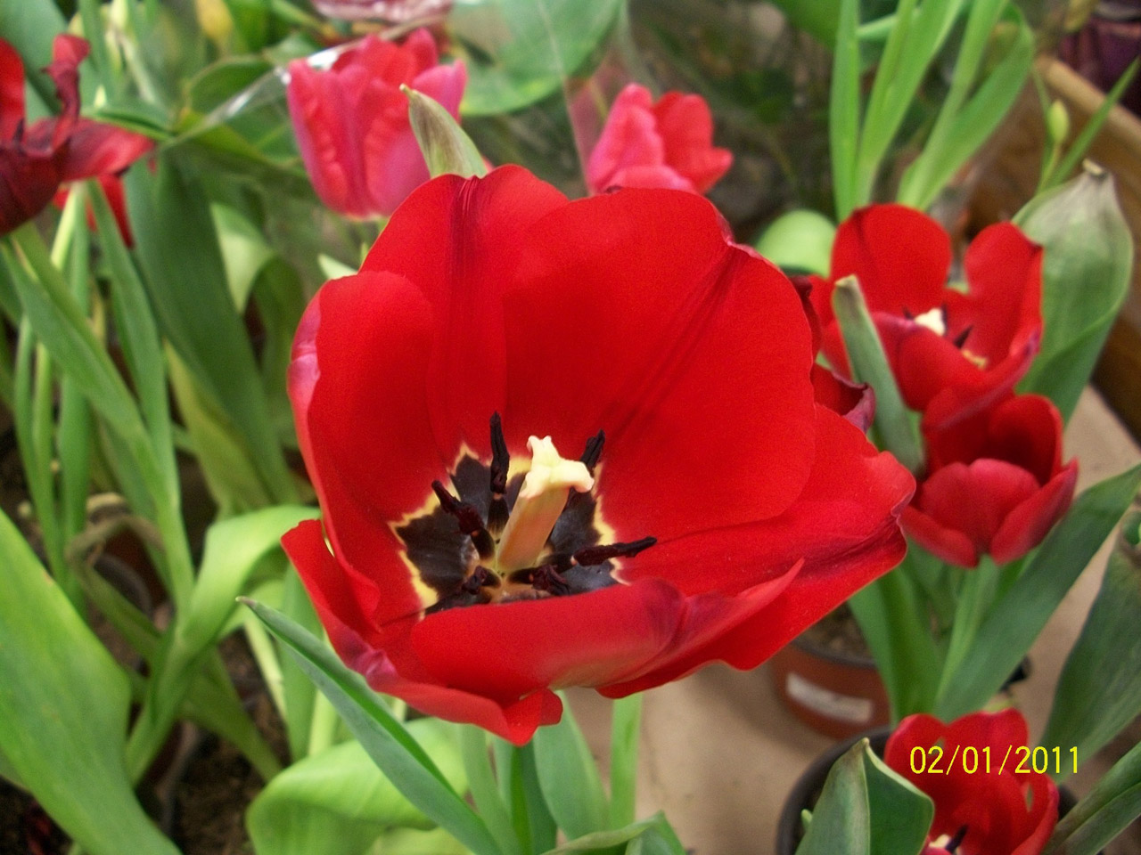 flower flowers tulip free photo