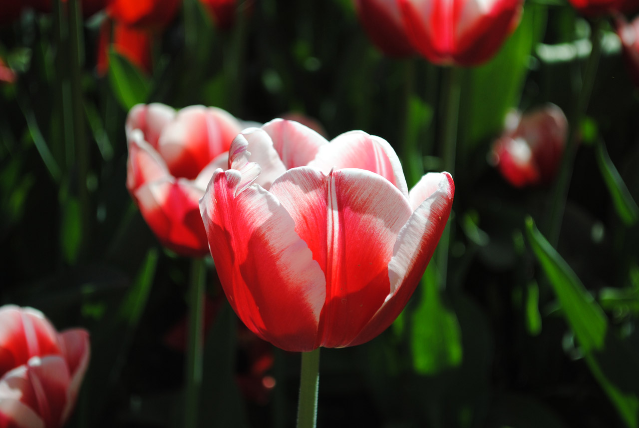 tulip colors nature free photo