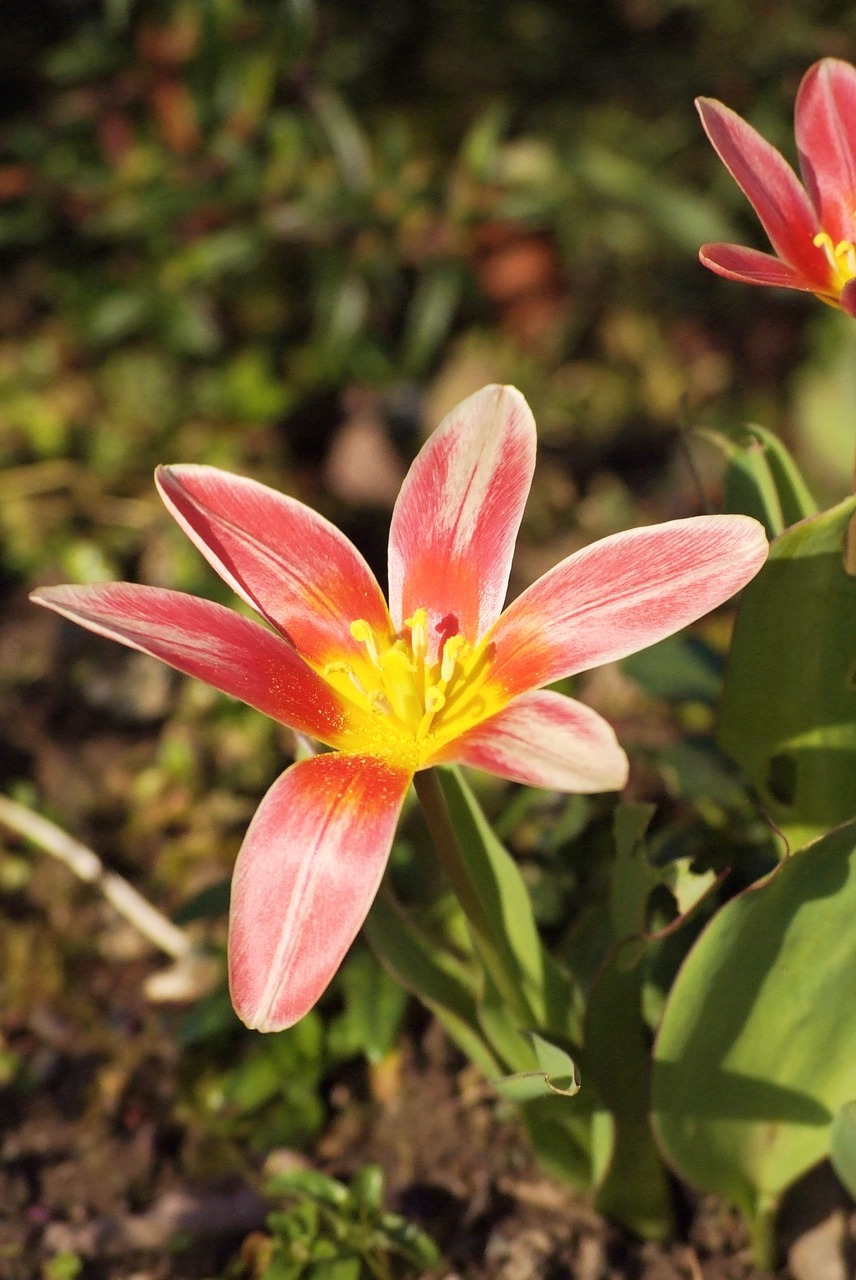 tulipe flower pink free photo