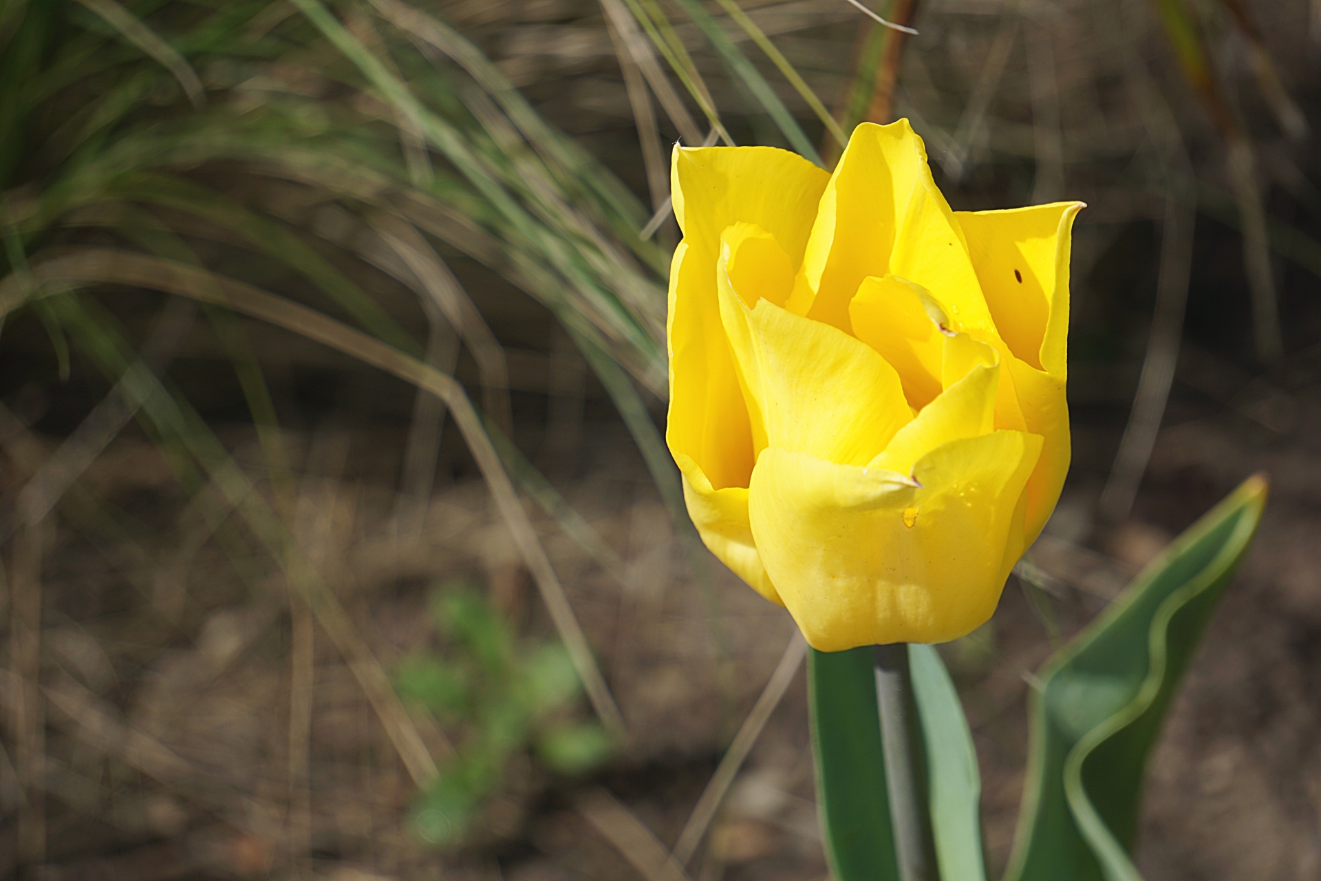 flower tulip flora free photo