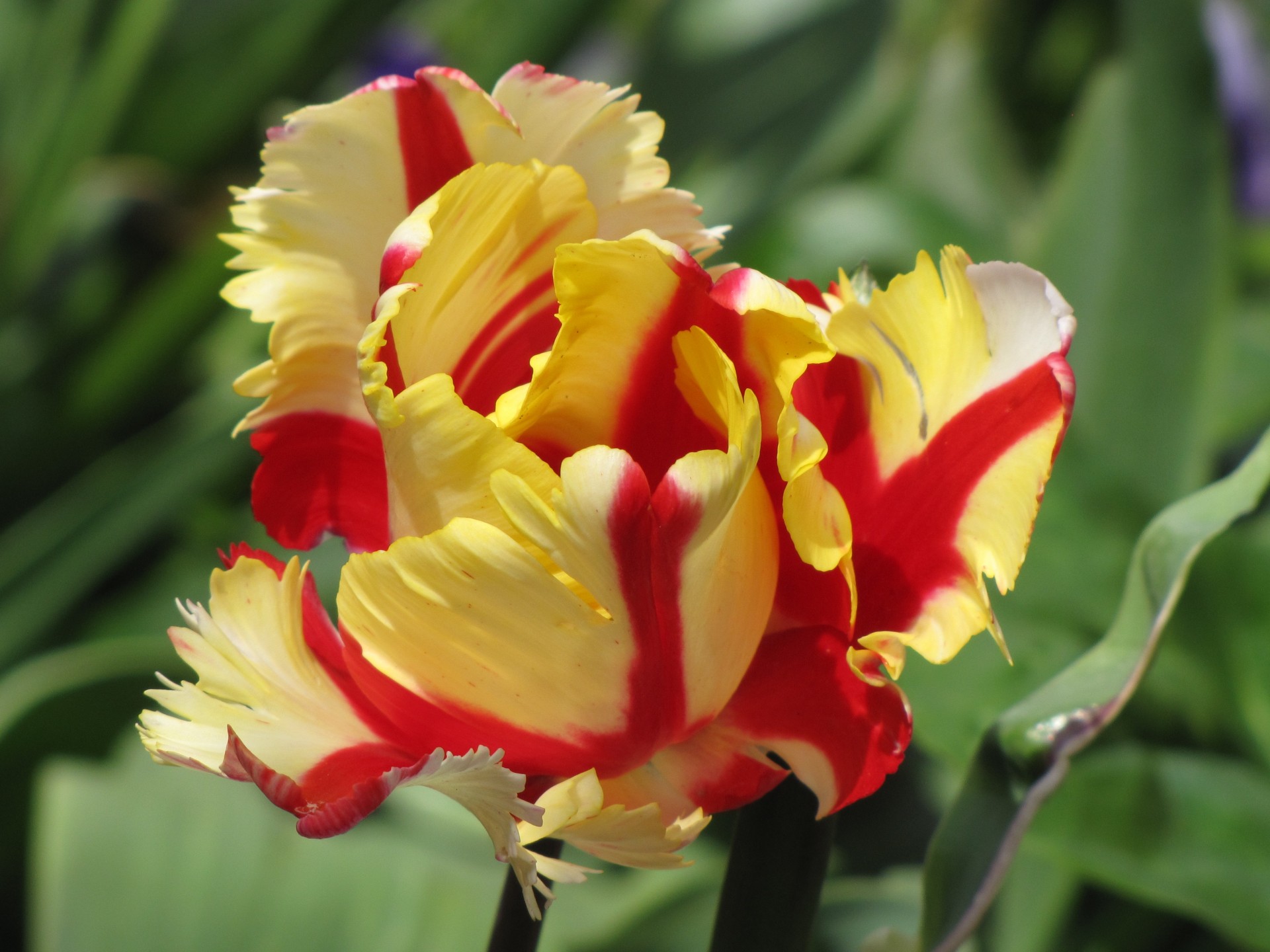 tulip parrot yellow free photo