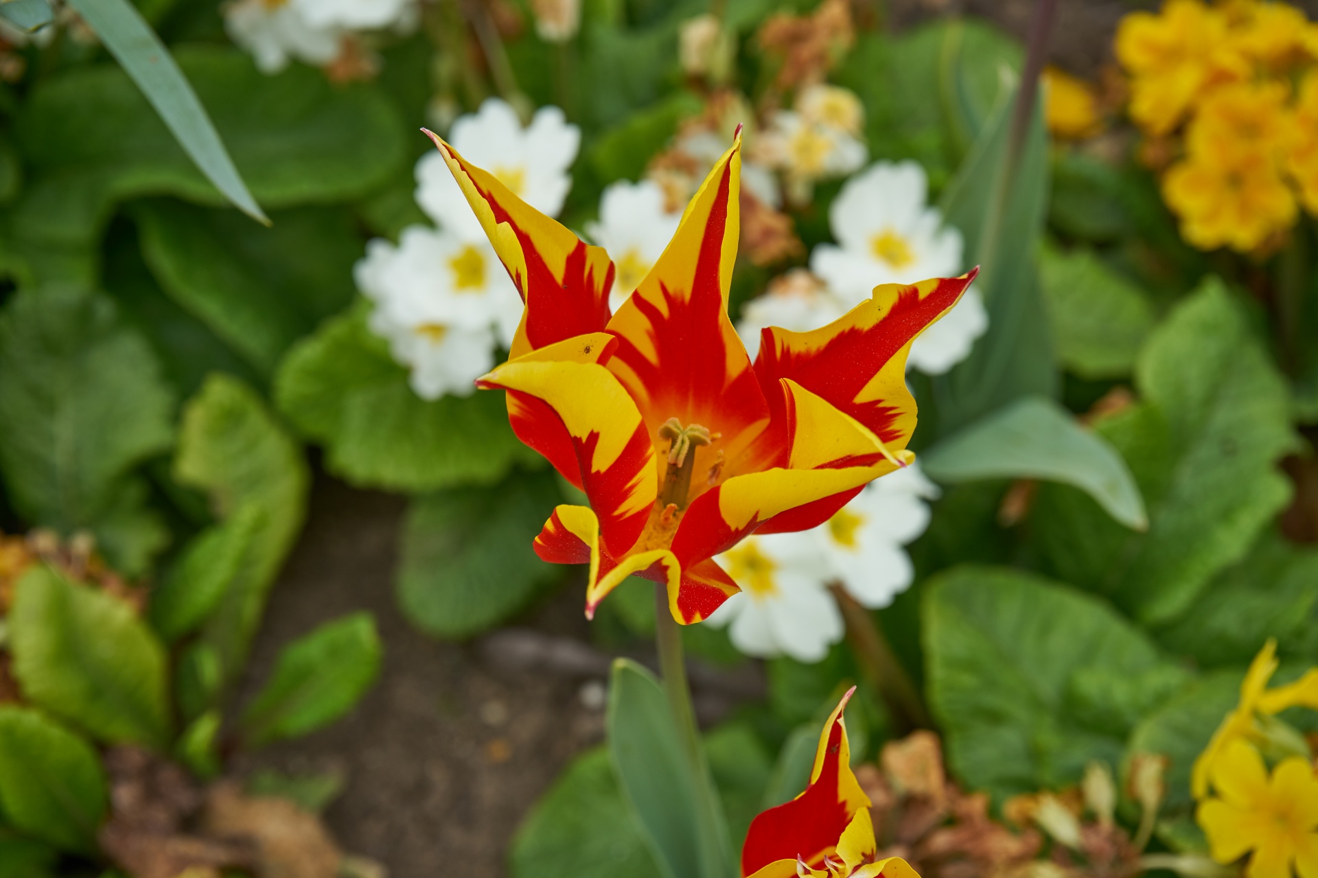 tulip flower flora free photo