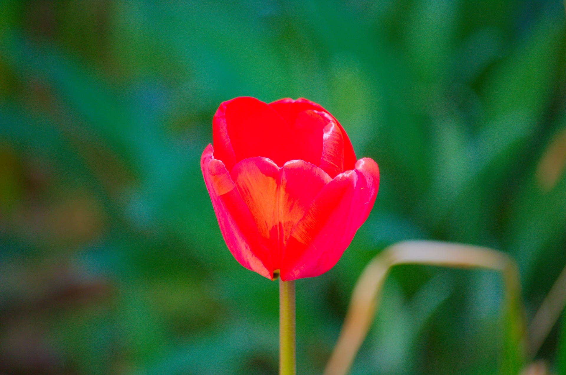 flower tulip flora free photo