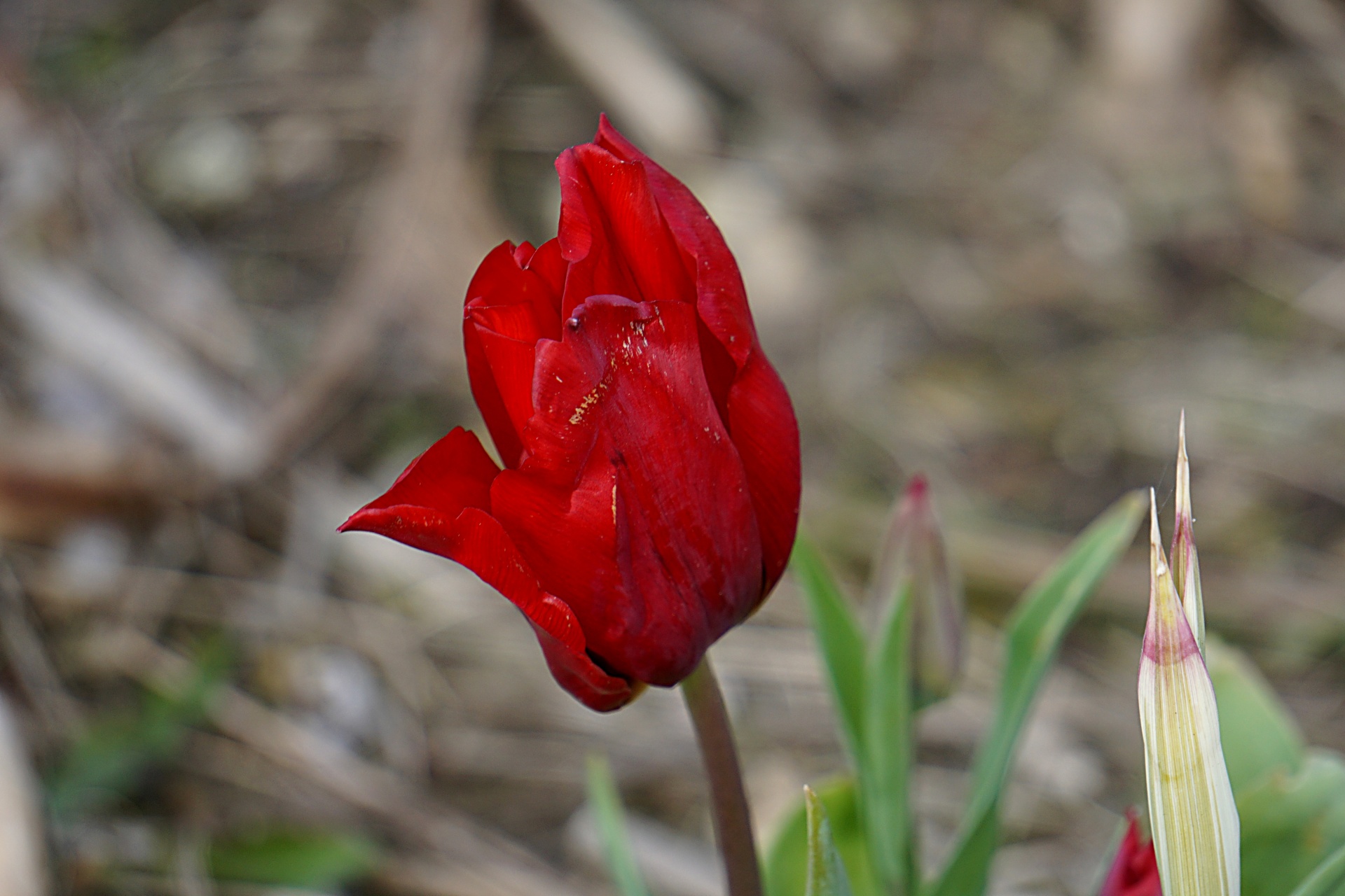 flower tulip flora free photo