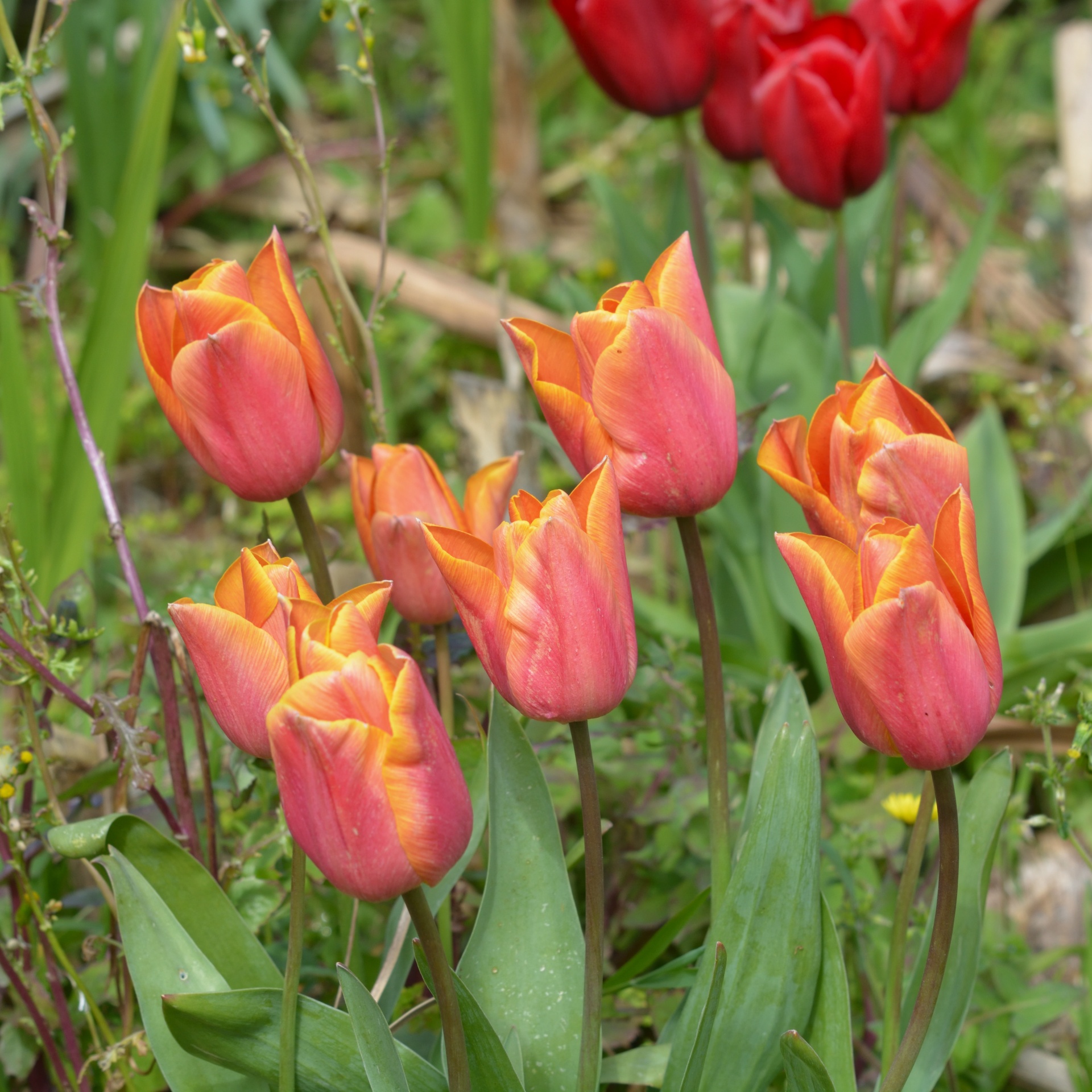 tulips flowers flora free photo