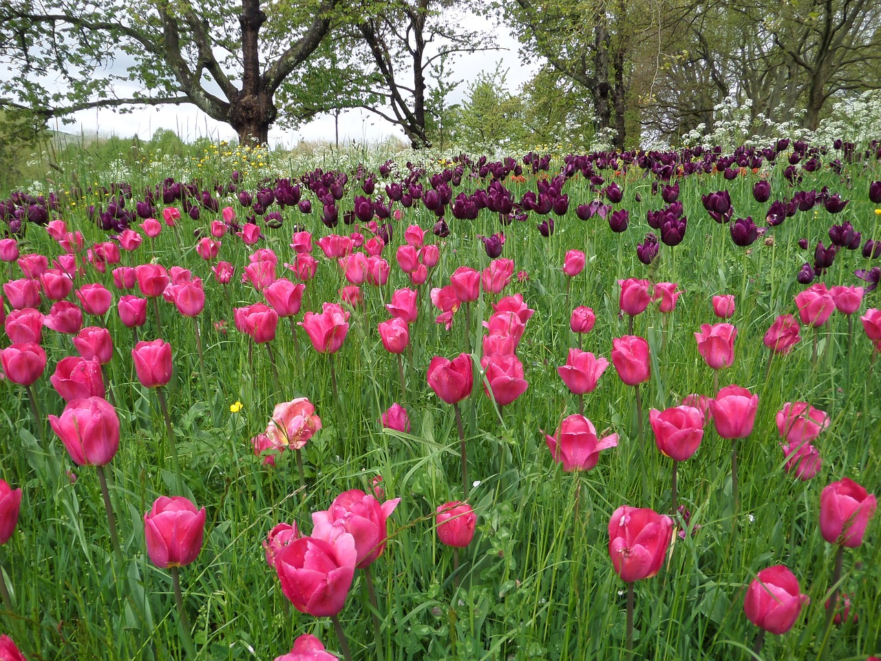 tulips grass meadow free photo