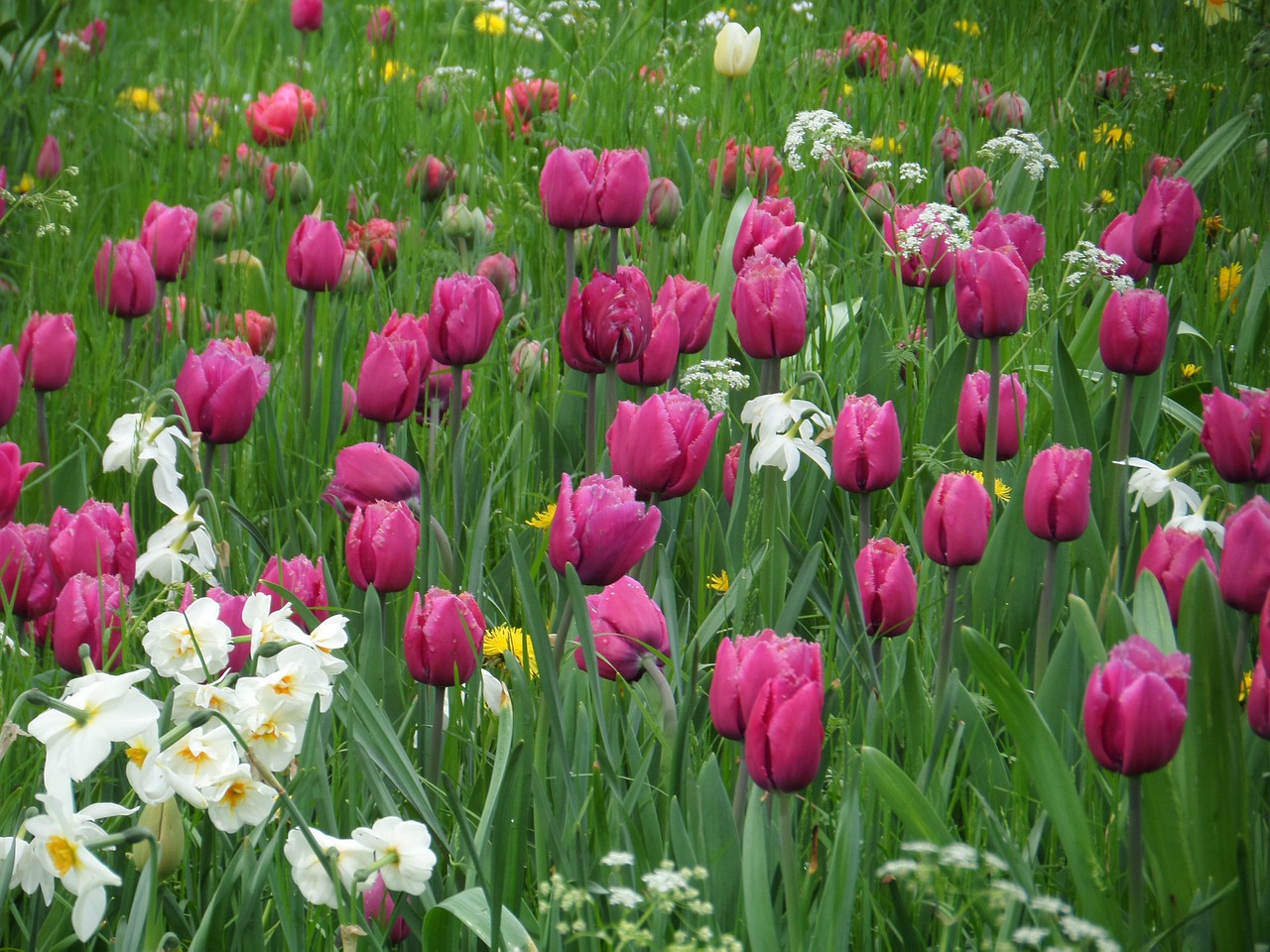 tulips grass meadow free photo