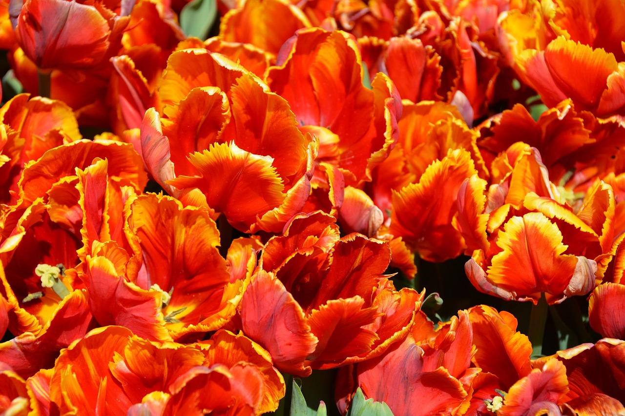 tulips orange nature free photo