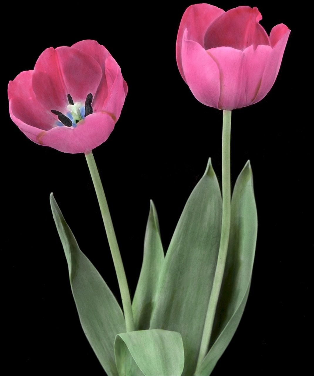 tulips flower plant free photo