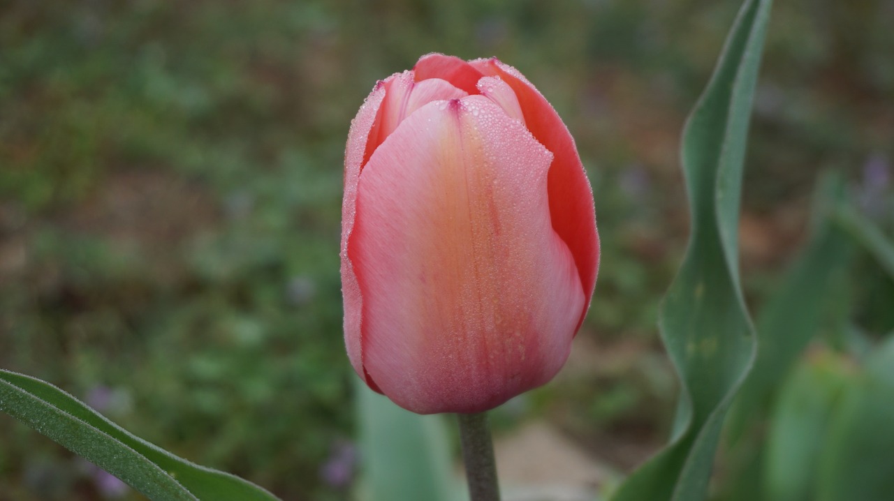 tulips flowers spring free photo
