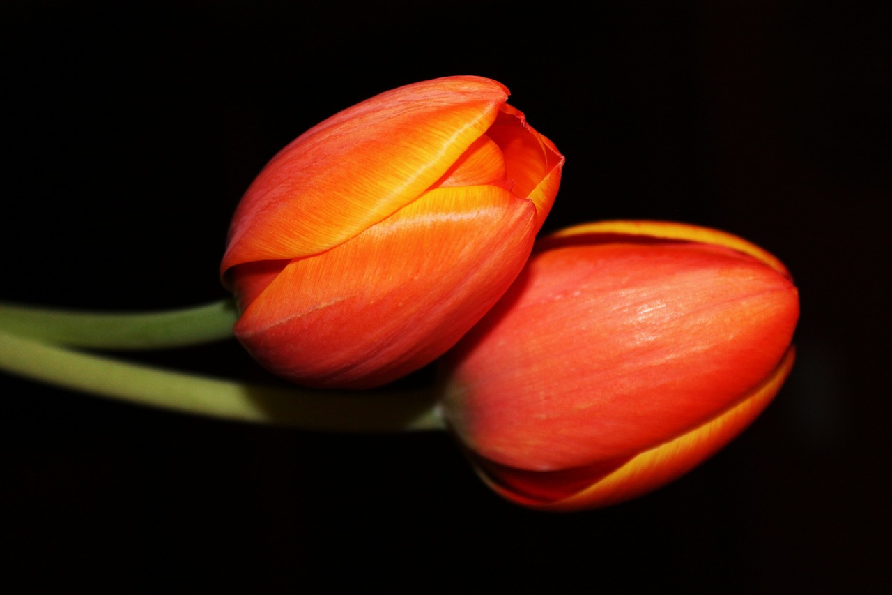 tulips night flower floral free photo