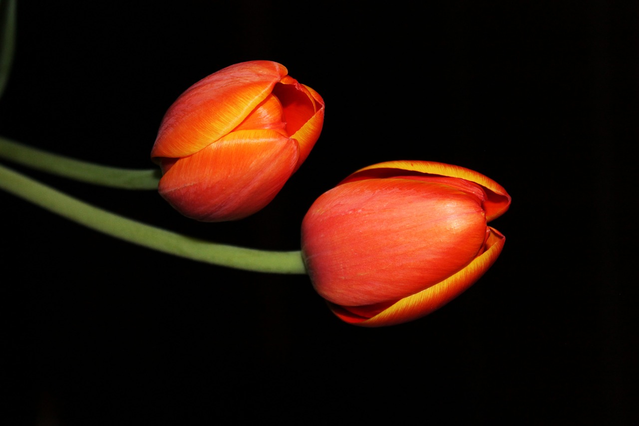 tulips night flower floral free photo