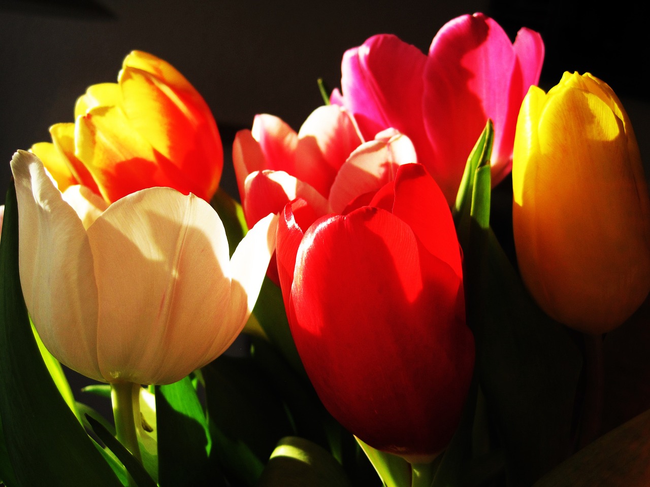 tulips light and shadow flowers free photo