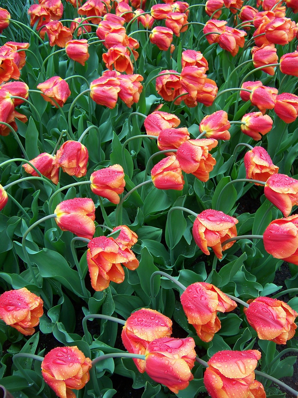 tulips in the rain flowers free photo