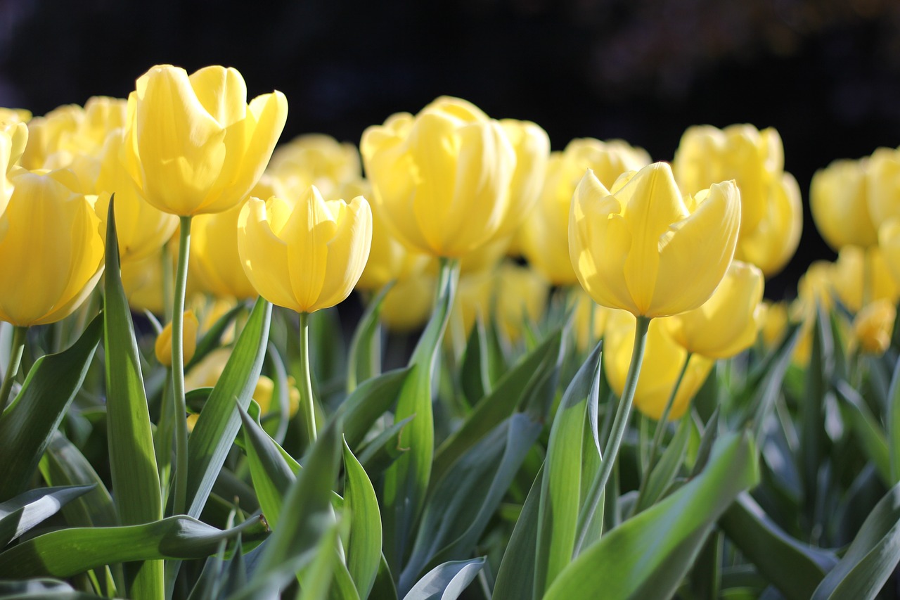 tulips yellow spring free photo