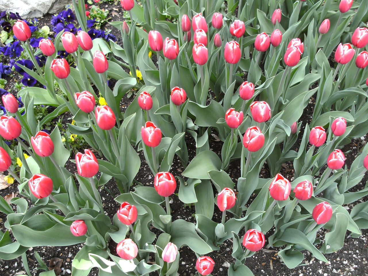 tulips bad reichenhall free photo
