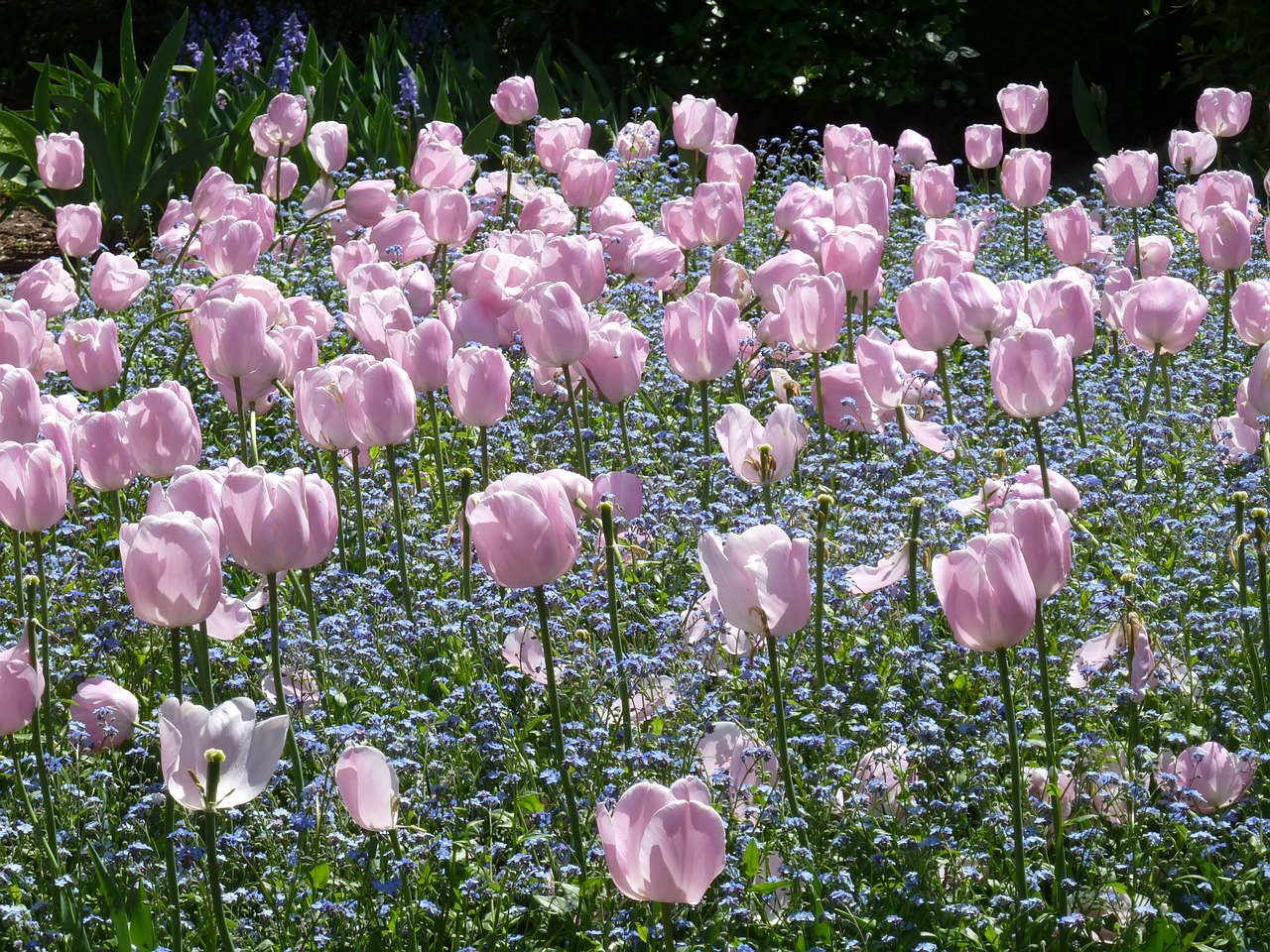 tulips gardening garden free photo