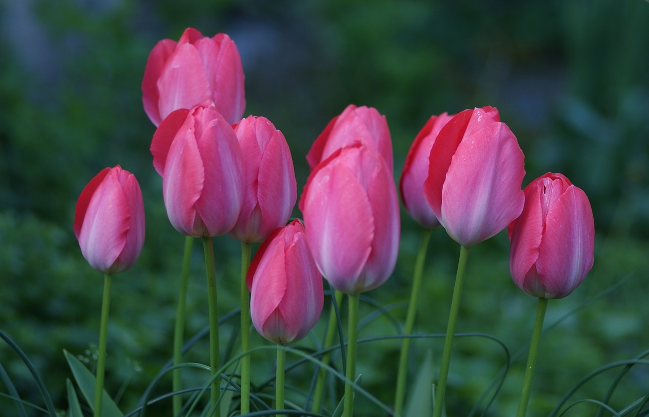 tulips pride pink free photo